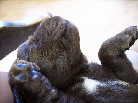 Labrador retriever Alba - Tager sig en lur hos mig, 3 uger gammel billede 4