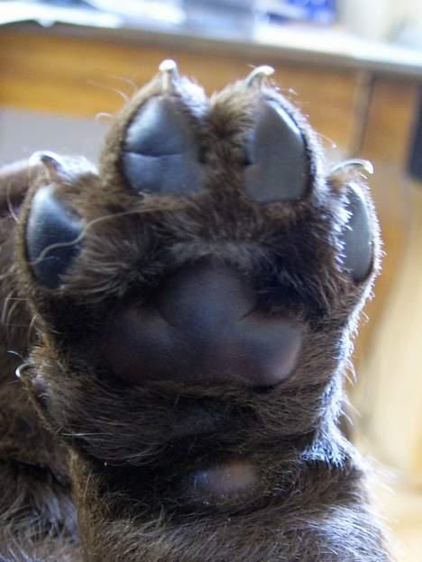 Labrador retriever Alba - High 5 billede 5