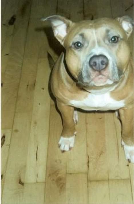 Amerikansk staffordshire terrier Foxy billede 13