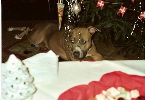 Amerikansk staffordshire terrier Foxy billede 14