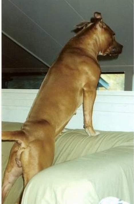 Amerikansk staffordshire terrier Foxy billede 15