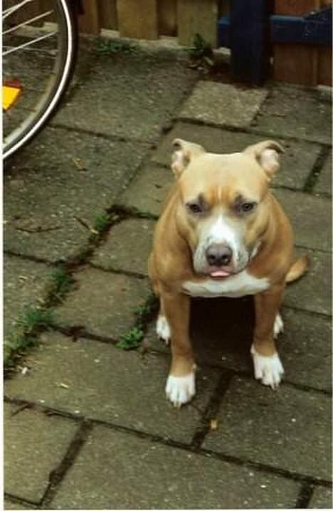 Amerikansk staffordshire terrier Foxy billede 16