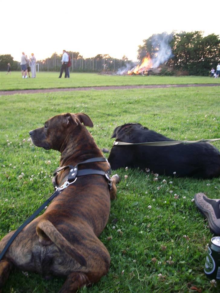 Amerikansk staffordshire terrier Cody HimmelHund billede 13