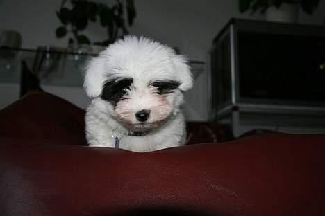 Coton de tulear Casmier´s Frede billede 1