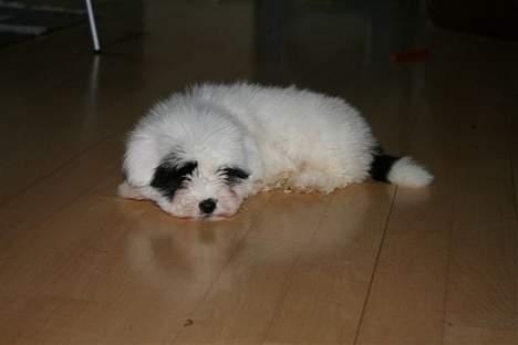 Coton de tulear Casmier´s Frede billede 2