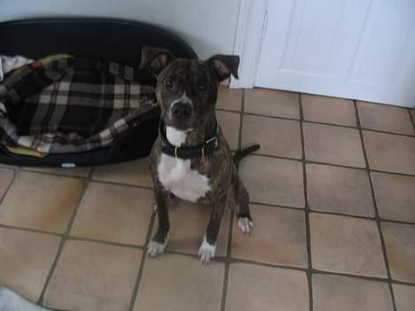 Amerikansk staffordshire terrier Tigra billede 7