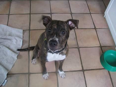 Amerikansk staffordshire terrier Tigra billede 8