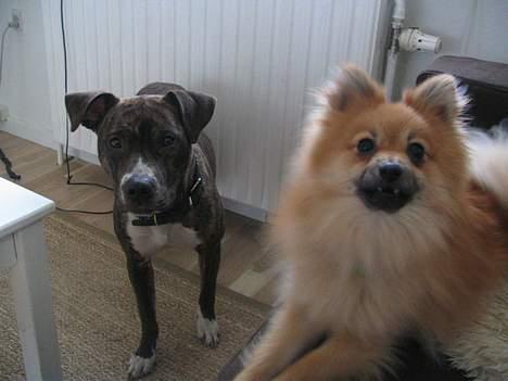 Amerikansk staffordshire terrier Tigra billede 9