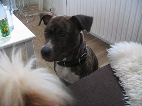 Amerikansk staffordshire terrier Tigra billede 10