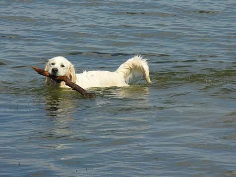 Golden retriever Elvis Woodstar  - Ude og bade, han elsker det! :D billede 7