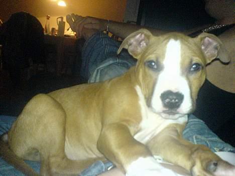 Amerikansk staffordshire terrier Kenzo - Wow.. Far nu er du ond... Blind mig lige lidt mere måske.. billede 1