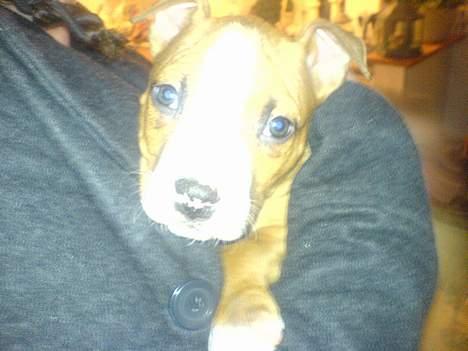 Amerikansk staffordshire terrier Kenzo - Det allerførste billed af guldklumpen kun 6 uger gammel..<3<3 billede 2