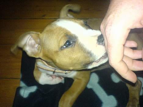 Amerikansk staffordshire terrier Kenzo - Slik slik.. Kan du li mig nu mor... billede 3