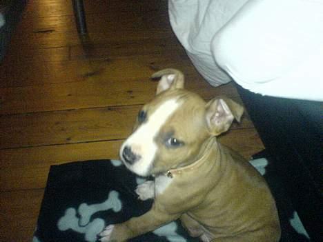 Amerikansk staffordshire terrier Kenzo - Nøj hvor var jeg lille.. Der var jeg næsten lige kommet hjem til min mor og far og bo.. billede 4