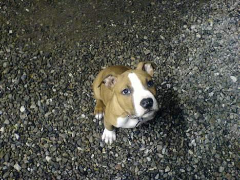 Amerikansk staffordshire terrier Kenzo - Gi mig den nu.. jeg er så lille... billede 5