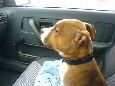 Amerikansk staffordshire terrier Kenzo - yes, jeg er klar til en ordenlig cruiser mor.. hehe billede 6