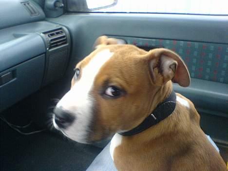 Amerikansk staffordshire terrier Kenzo - Hvad nu.. hvad vil du..?? Kan du ikk se jeg lige styre at sidde foran.. billede 7