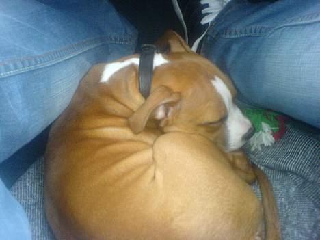 Amerikansk staffordshire terrier Kenzo - Jeg tror lige jeg kan være der.. Putte putte...Mmm billede 8