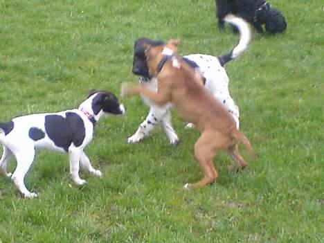 Amerikansk staffordshire terrier Kenzo - Nu skal jeg vise jer hvor højt man springer.. Wei... billede 9