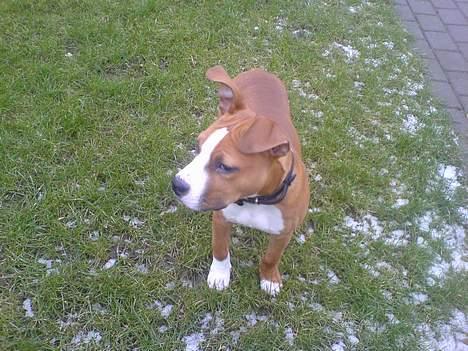 Amerikansk staffordshire terrier Kenzo - Hov, hvad er det.. Tror jeg må hen og se...<3 billede 10