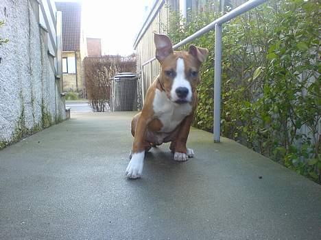 Amerikansk staffordshire terrier Kenzo - Nu kommer jeg og tager dig far.. Du skal ikk drille mig...;) billede 11