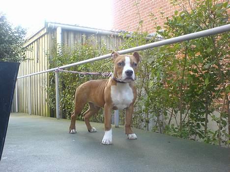 Amerikansk staffordshire terrier Kenzo - Im the king of the world.. Hvis far ikk havde bundet mig.. Hmm... billede 12