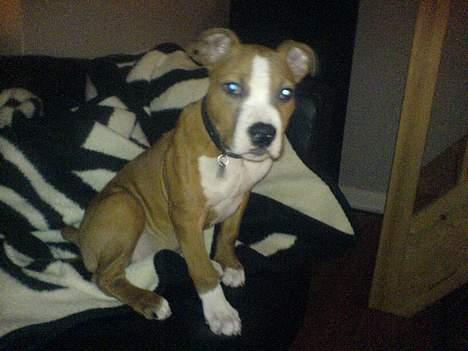 Amerikansk staffordshire terrier Kenzo - Gab.. godmorgen...Er jeg ikk bare morgenskøn. billede 13