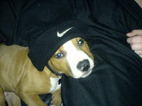 Amerikansk staffordshire terrier Kenzo - Så prøvede jeg lige fars hat..*Fnis* billede 14