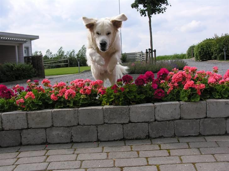 Golden retriever Elvis Woodstar  - Nåårh, se ham lige <33 billede 11