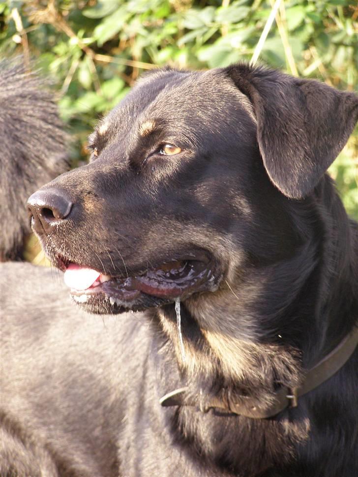 Blanding af racer Ninjo - juli 2009 billede 1