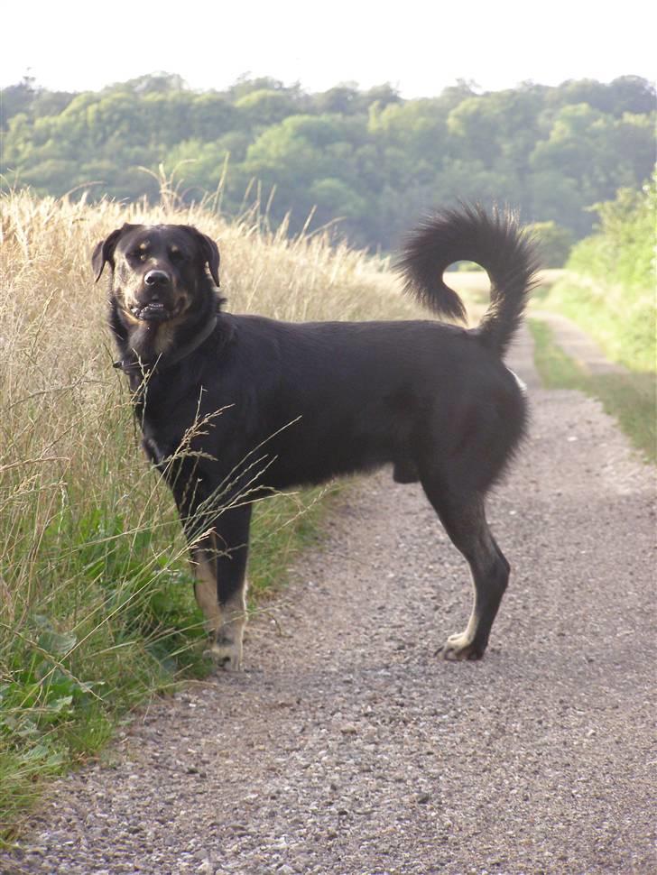 Blanding af racer Ninjo - juli 09 billede 2