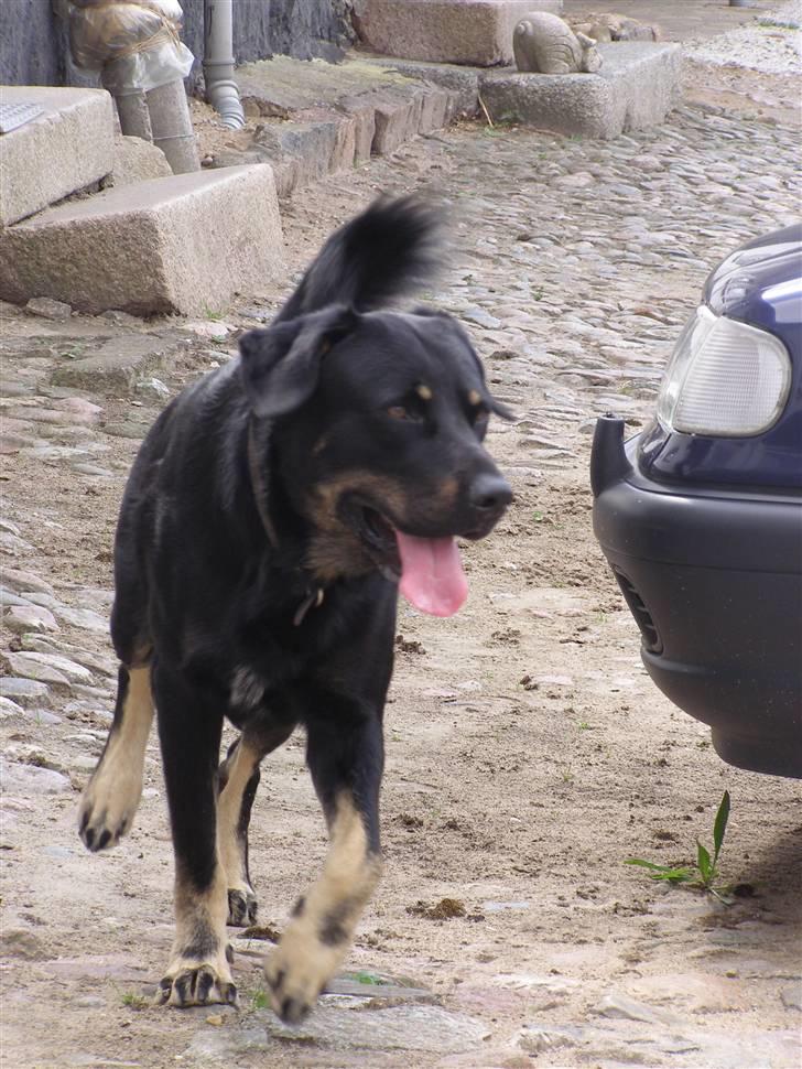 Blanding af racer Ninjo - juli 2009 billede 3