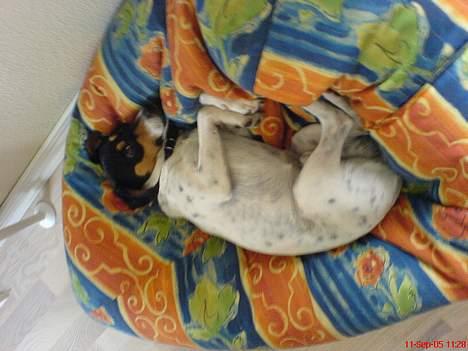 Dansk svensk gaardhund Thor - det er hårdt at være hund   : ) billede 13