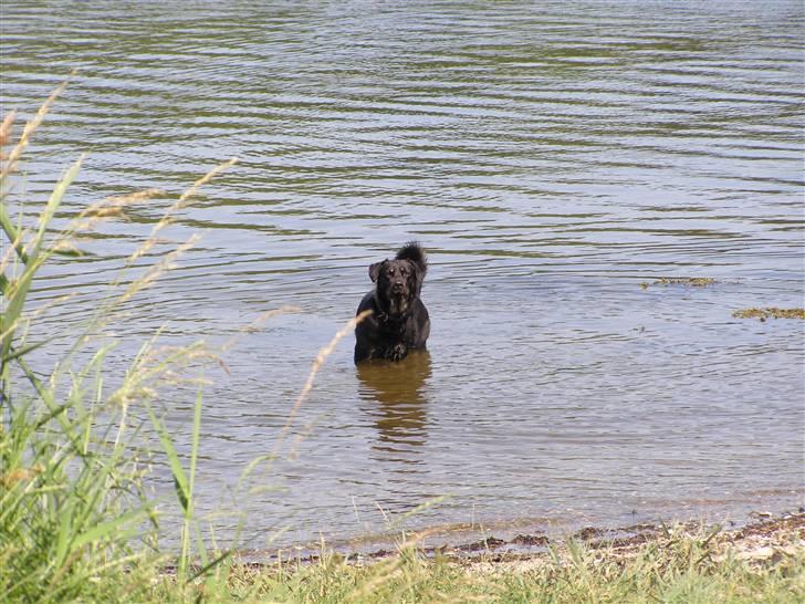 Blanding af racer Ninjo - juli 09 billede 4