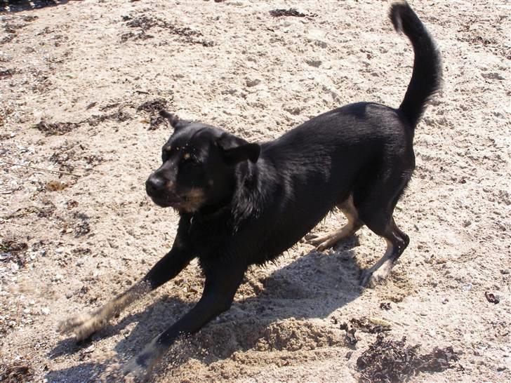 Blanding af racer Ninjo - juli 09 billede 5