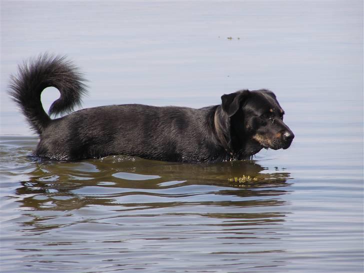 Blanding af racer Ninjo - juli 09 billede 6