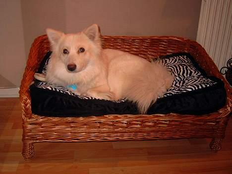 Blanding af racer Bailey - Uhmm dejlig seng min mor har købt til mig!! billede 16