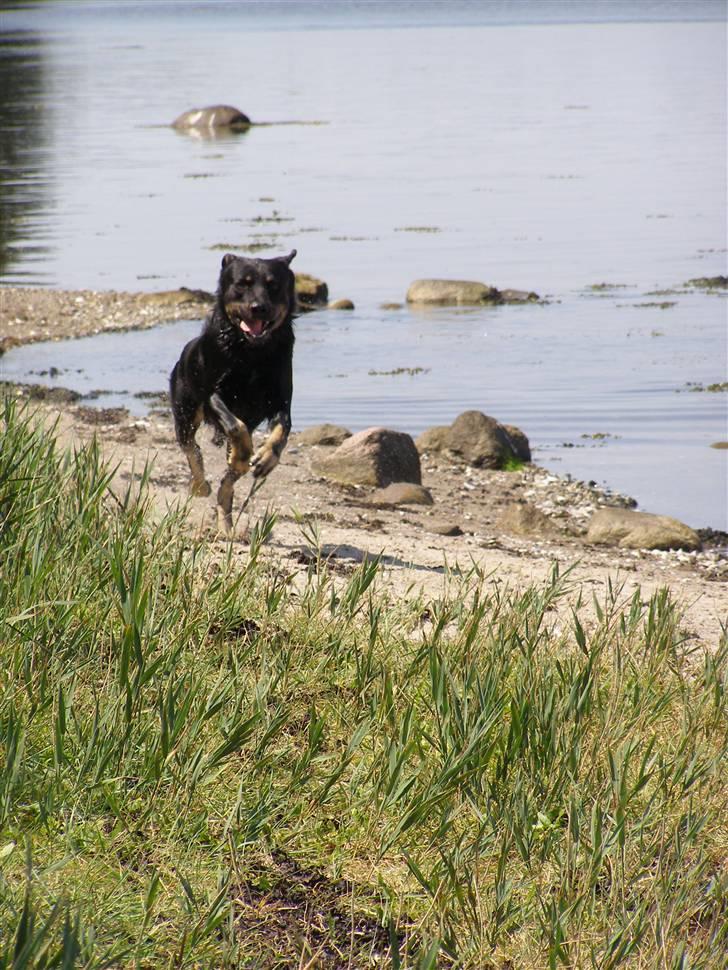 Blanding af racer Ninjo - juli 09 billede 7