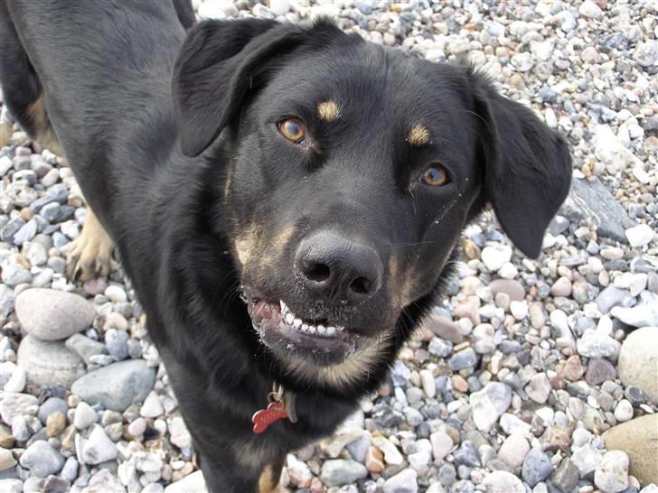 Blanding af racer Ninjo - Say what?!   230208 billede 8