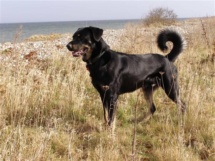 Blanding af racer Ninjo - 230208 billede 9