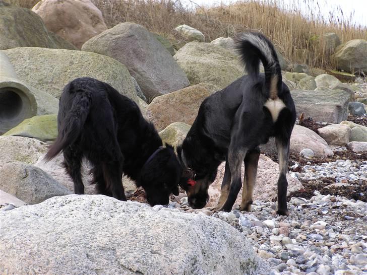 Blanding af racer Ninjo - 230208 billede 10