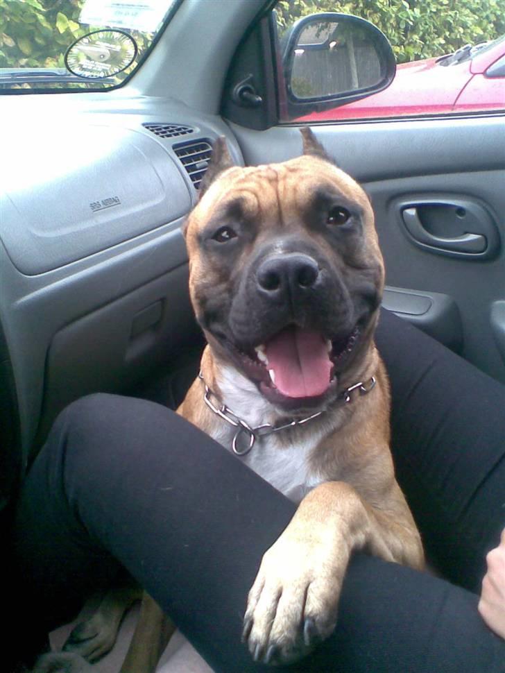 Amerikansk staffordshire terrier Tyson - Mig og Moar i bil på vej til Stranden 2½År billede 1