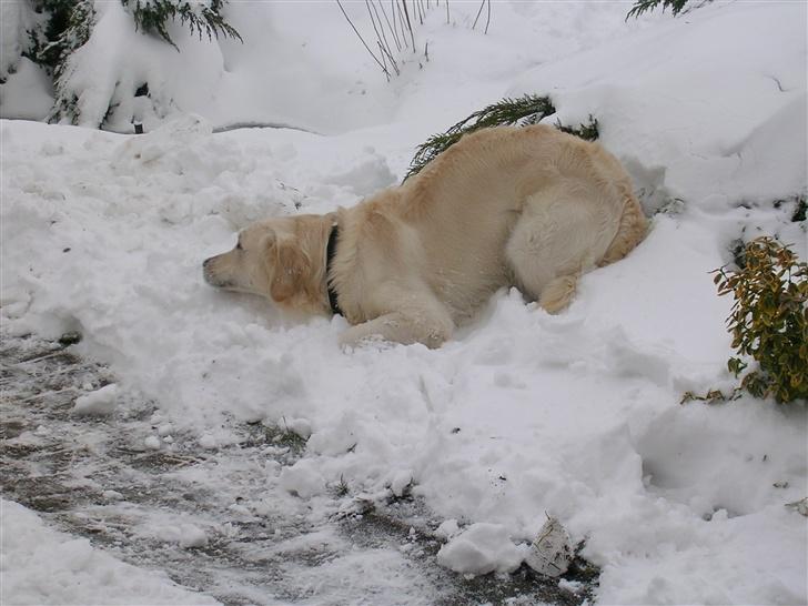 Golden retriever • Otto•  - OTTO i sneen! billede 9