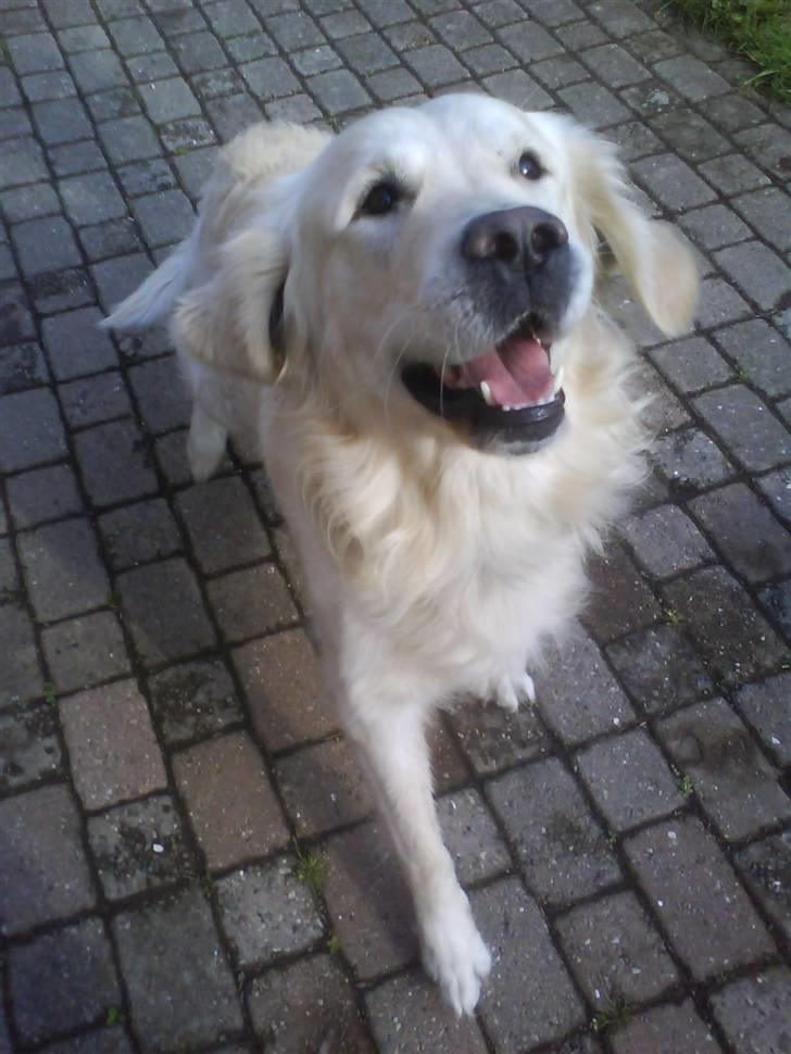 Golden retriever • Otto•  - Seje Otto ;)  billede 10