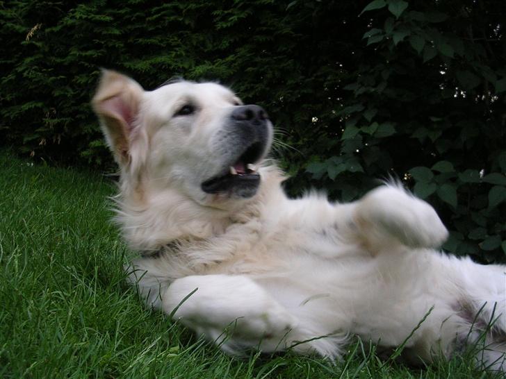 Golden retriever • Otto•  - MYS ! <3  billede 11