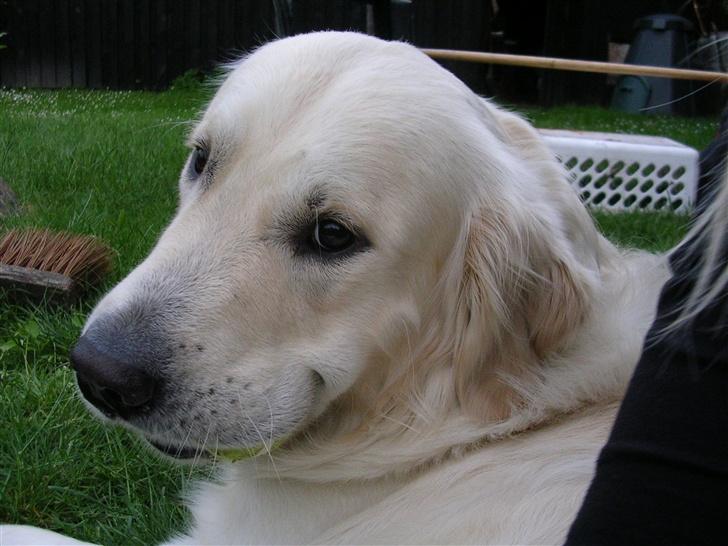 Golden retriever • Otto•  - Dådyr blikket <3 billede 12