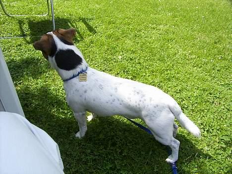 Jack russell terrier Mick R.I.P. 12. juni 2007 - MICK billede 14