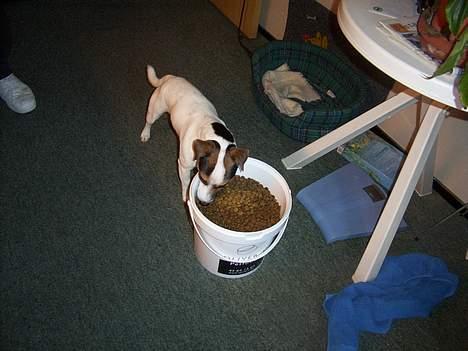 Jack russell terrier Mick R.I.P. 12. juni 2007 - Mick med en STOR madskål billede 16