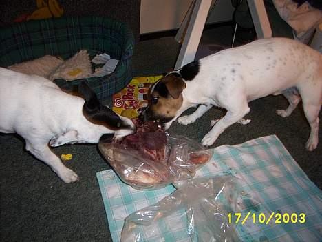 Jack russell terrier Mick R.I.P. 12. juni 2007 - et stort kødben billede 17