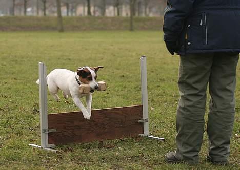 Jack russell terrier Mick R.I.P. 12. juni 2007 - Mick i spring med apport billede 18